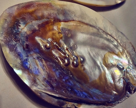 Photo of an abalone shell