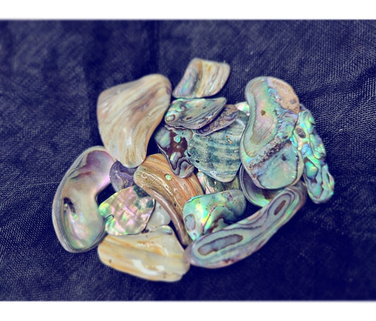 Photo of a multiple pieces of abalone shell