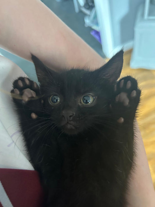 The Cat is out of the Bag!!!