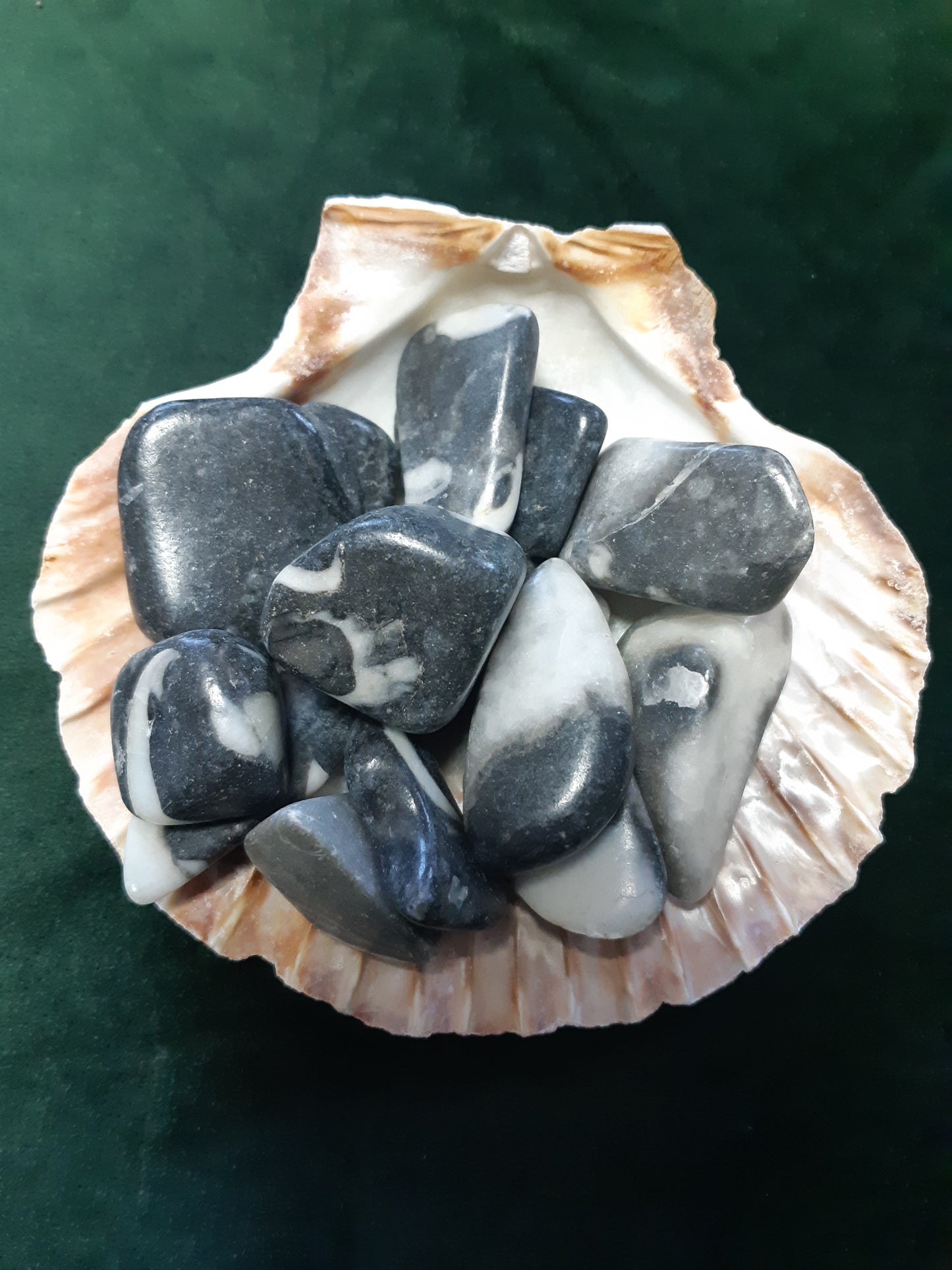 Photo of several pieces of shell jasper sitting in a shell